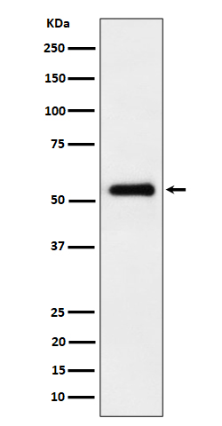 PRD Rabbit mAb