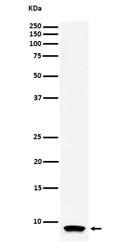ATP5G1 Rabbit mAb