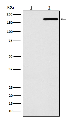 EGFRRabbit mAb