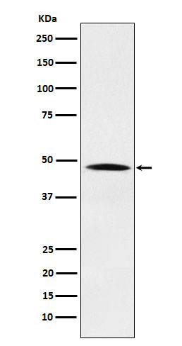 Nck Rabbit mAb