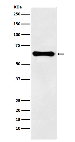 Factor IX  Rabbit mAb