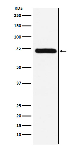 Factor X  Rabbit mAb