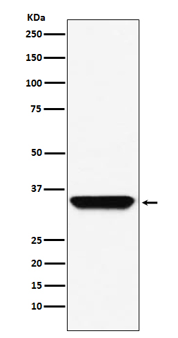 ADORA1  Rabbit mAb