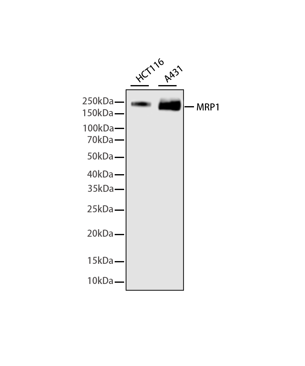 MRP1 Rabbit mAb