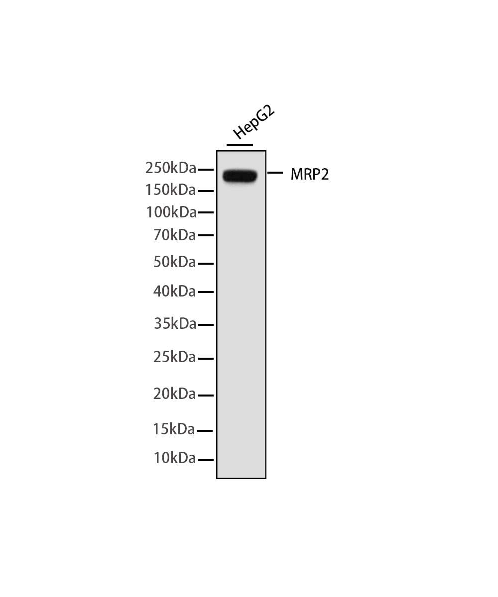 MRP2 Rabbit mAb