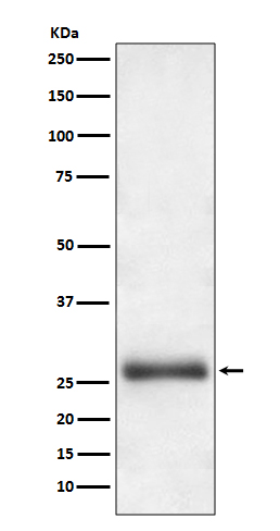 Apg10 Rabbit mAb
