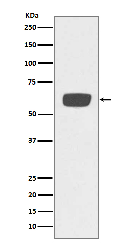 PLAT Rabbit mAb