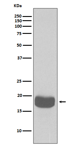eIF4EBP1 Rabbit mAb