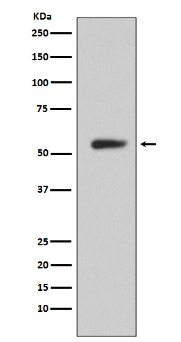 CA9 Rabbit mAb