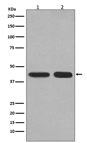 PGK1  Rabbit mAb