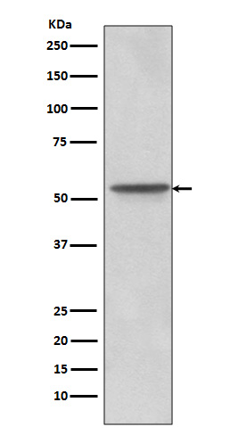Src  Rabbit mAb