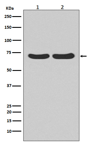 Hsc70   Rabbit mAb