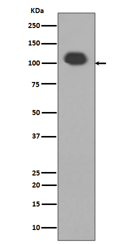 PSD95   Rabbit mAb