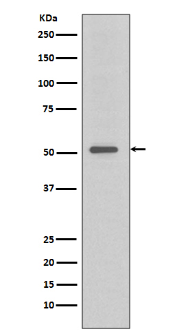 TRAF4  Rabbit mAb