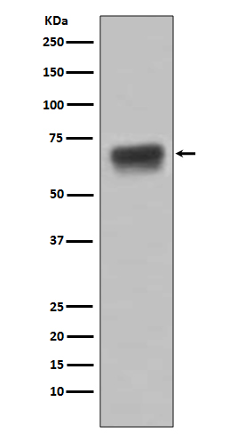 CD86  Rabbit mAb