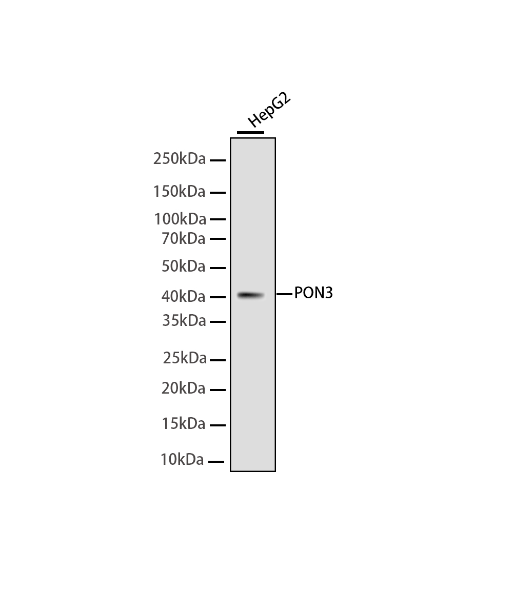 PON3 Rabbit mAb