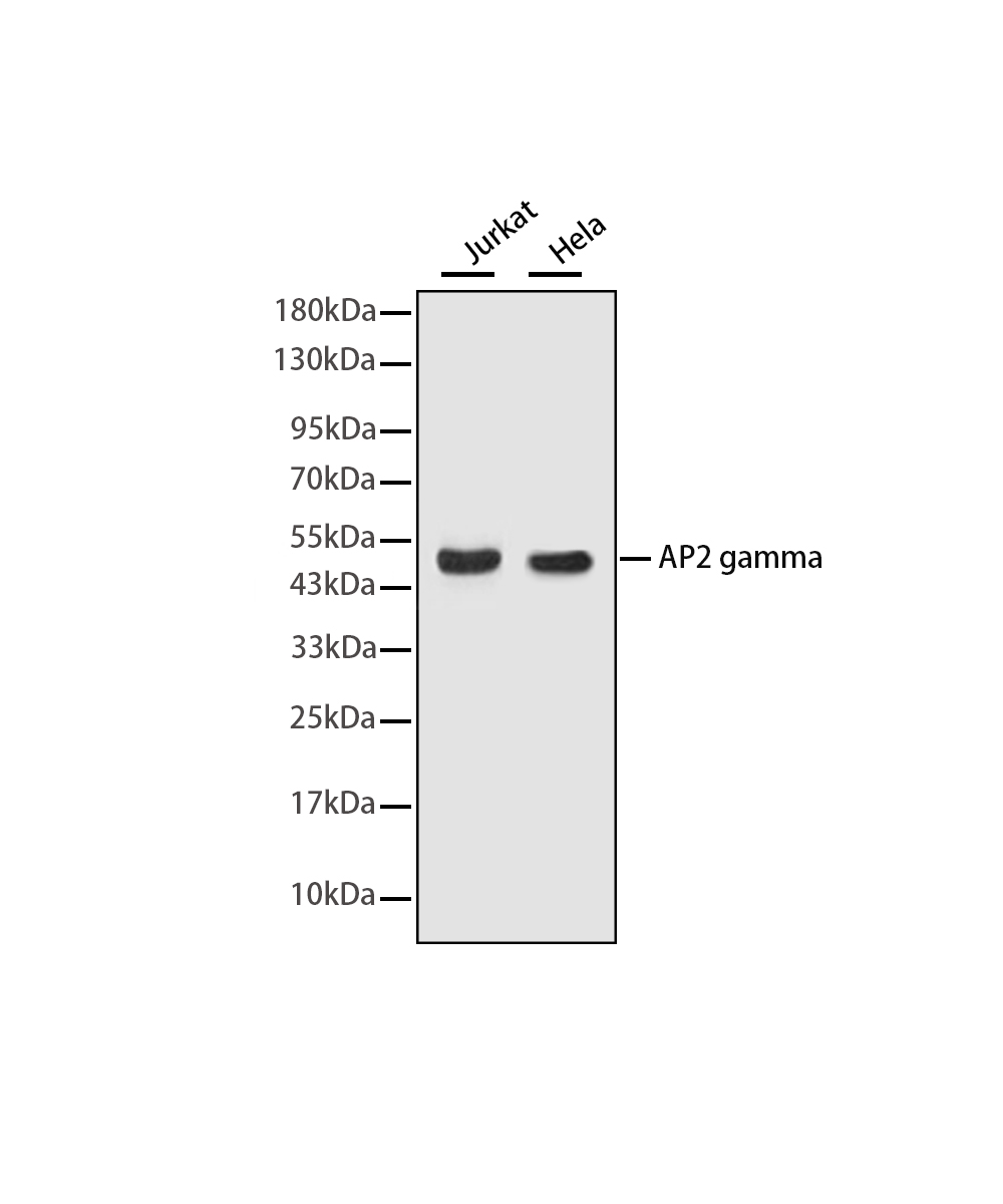 AP2 gamma Rabbit mAb