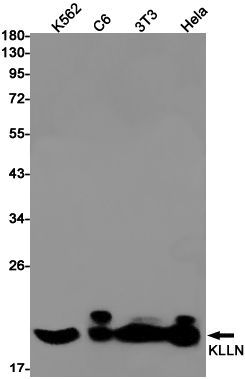 KLLN Rabbit mAb