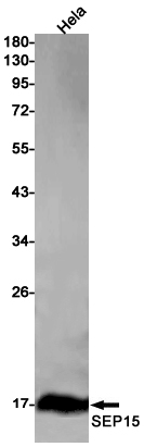 45550Rabbit mAb