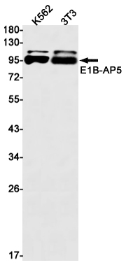 HNRNPUL1 Rabbit mAb