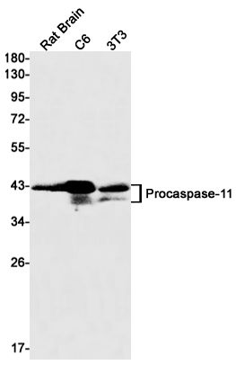 Caspase-11 Rabbit mAb