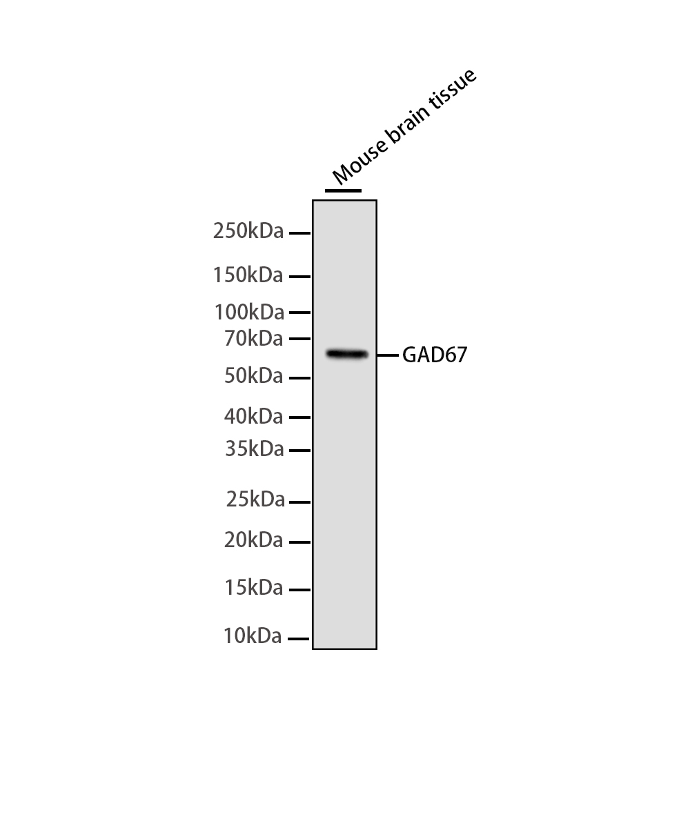 GAD67 Rabbit mAb