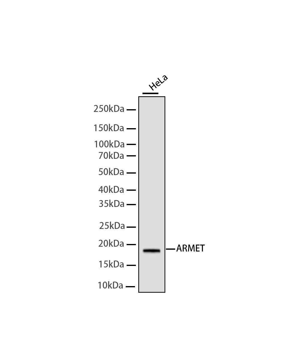 ARMET Rabbit mAb
