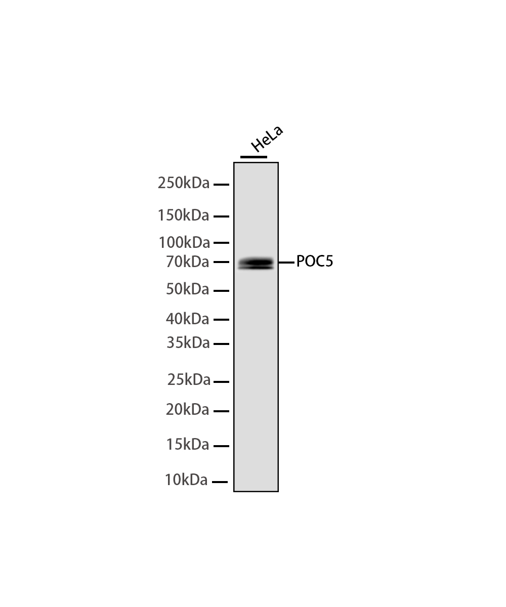 POC5 Rabbit mAb