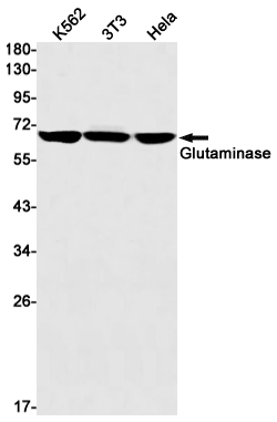 Glutaminase C Rabbit mAb