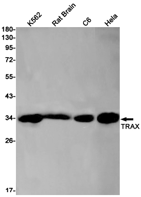 TRAX Rabbit mAb