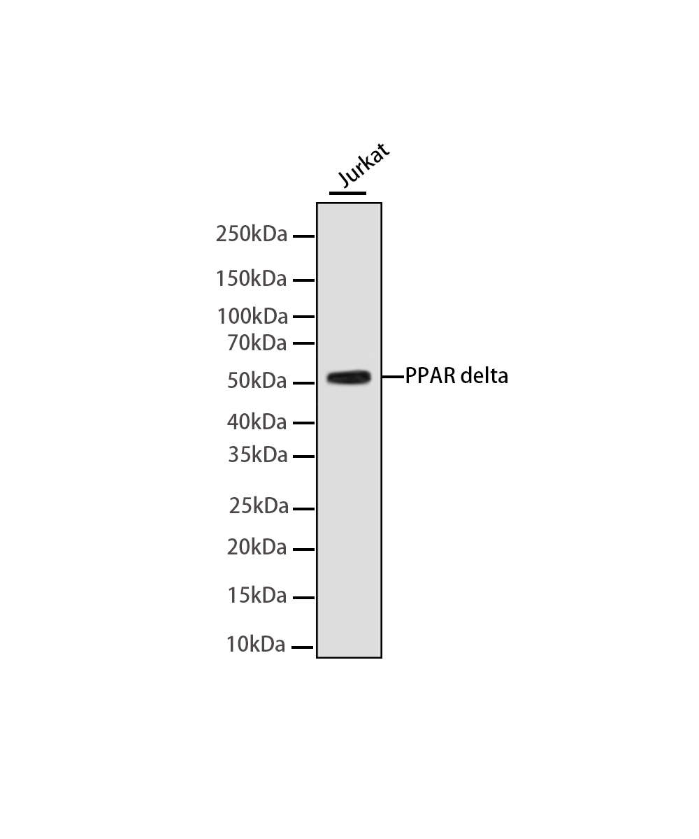PPAR delta Rabbit mAb