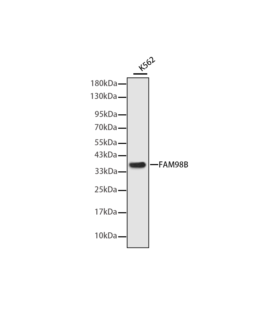 FAM98B Rabbit mAb