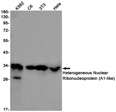 Heterogeneous Nuclear Ribonucleoprotein Rabbit mAb