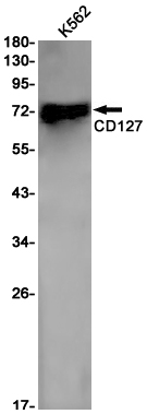IL-7R alpha Rabbit mAb