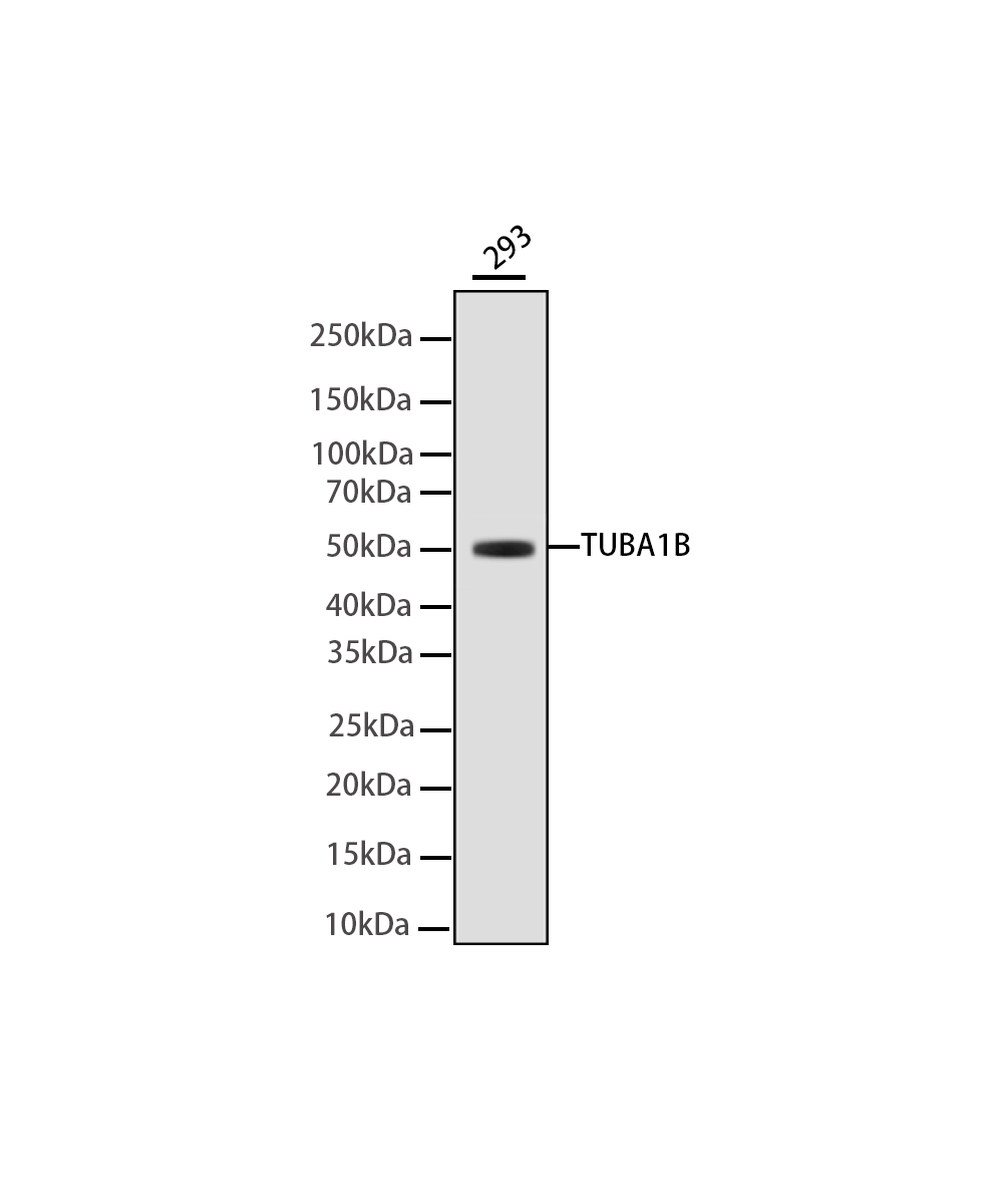 TUBA1B Rabbit mAb