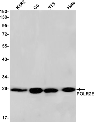 POLR2E Rabbit mAb