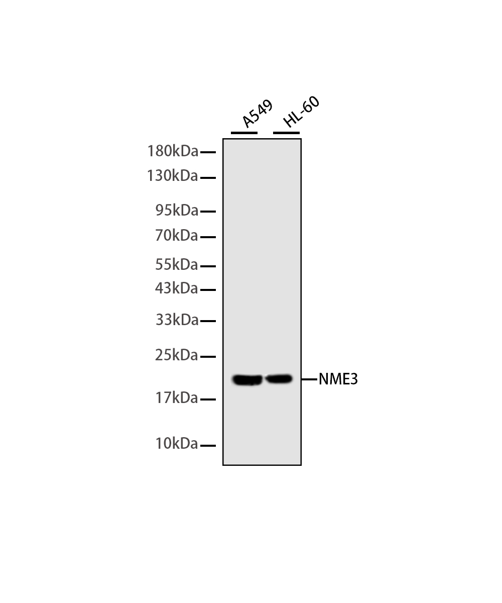 NME3 Rabbit mAb