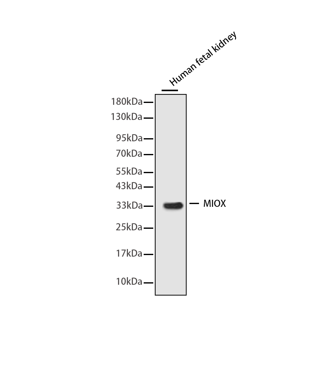 MIOX Rabbit mAb