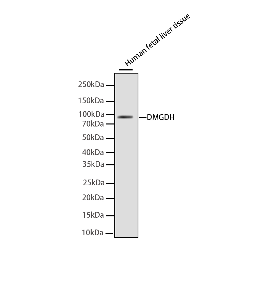 DMGDH Rabbit mAb