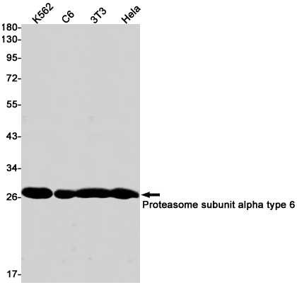Proteasome subunit alpha type 6 Rabbit mAb