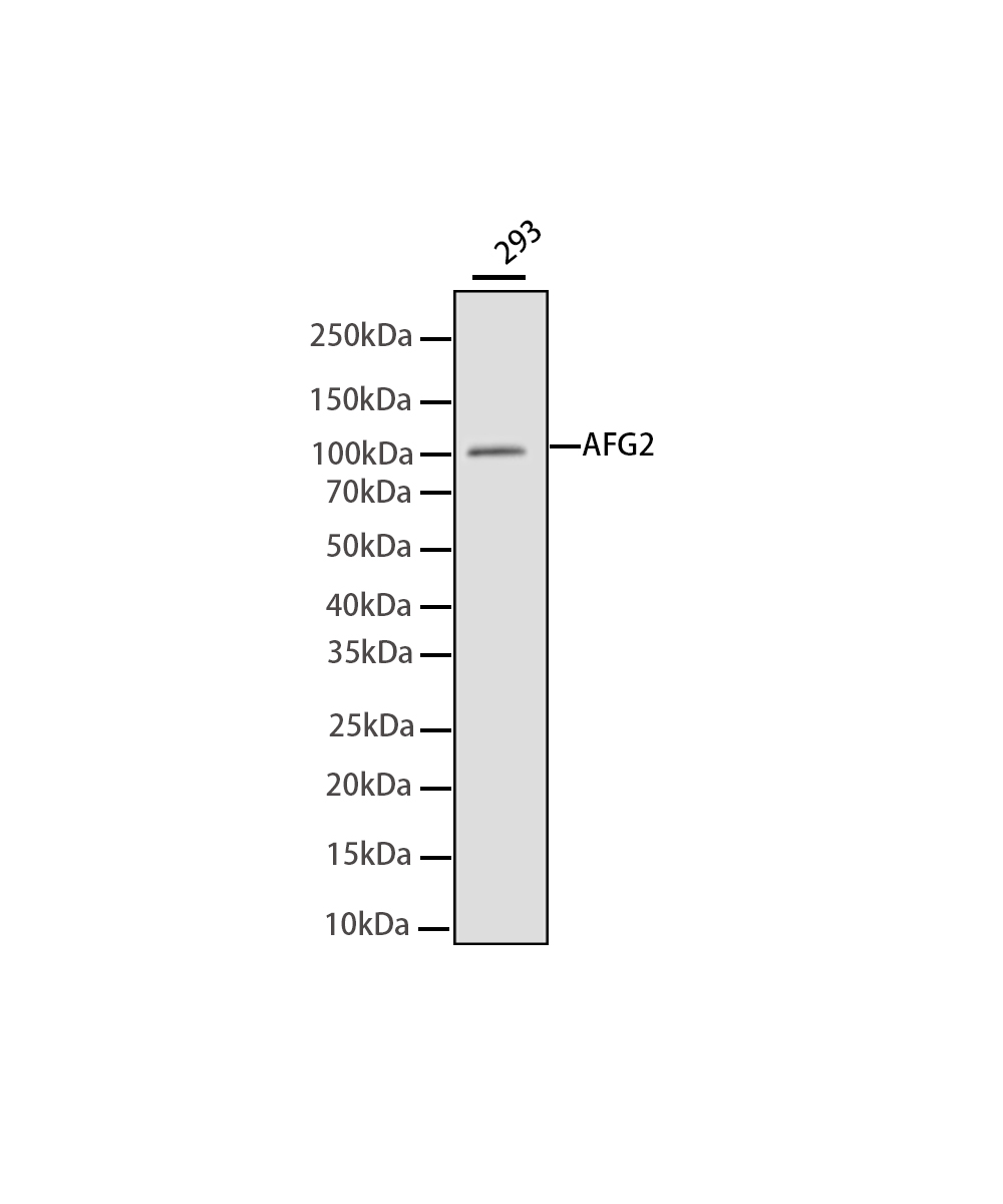 AFG2 Rabbit mAb
