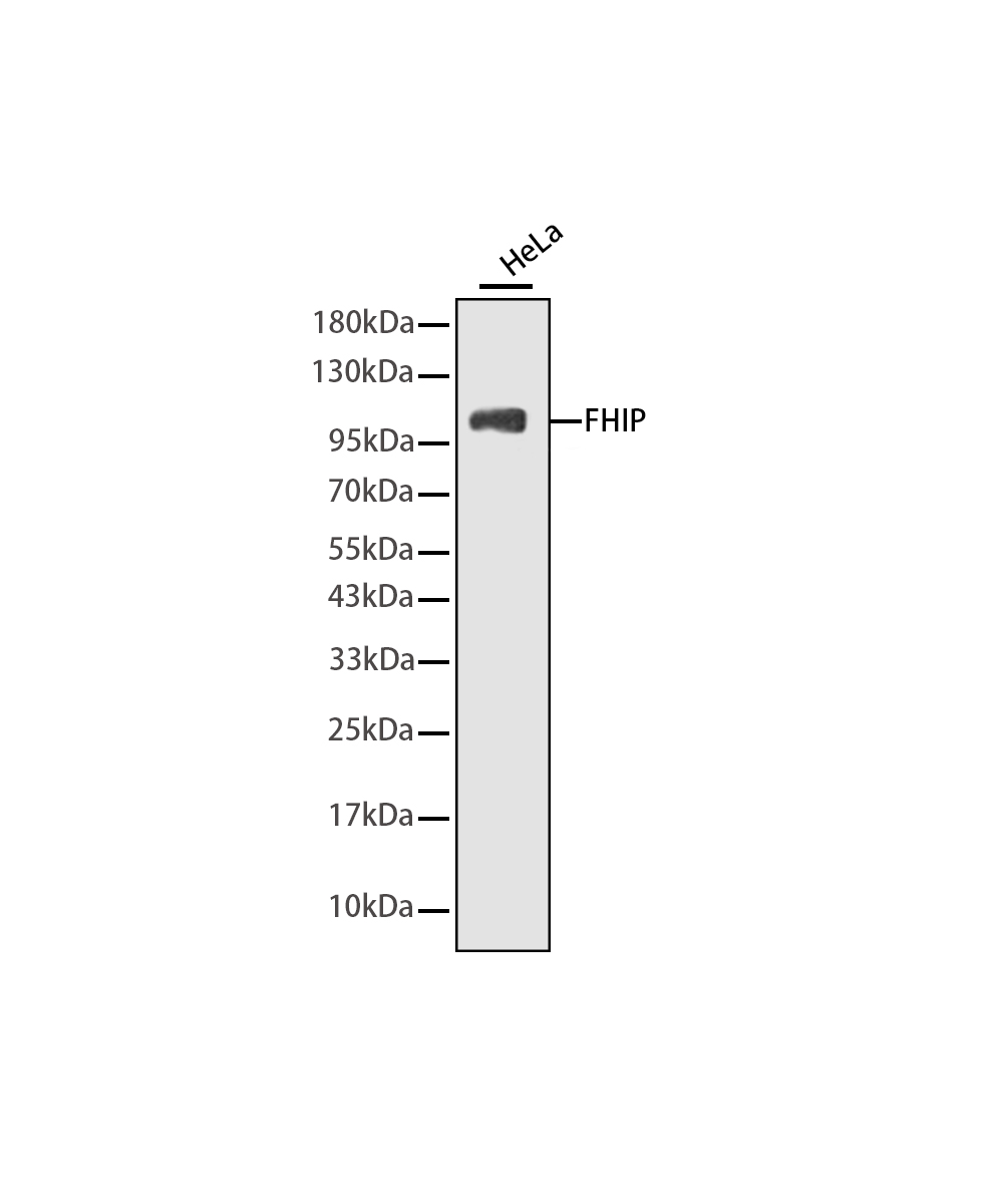 FAM160A2 Rabbit mAb