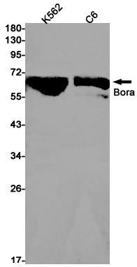 Bora Rabbit mAb