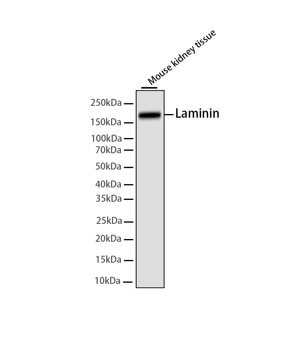 Laminin Rabbit mAb