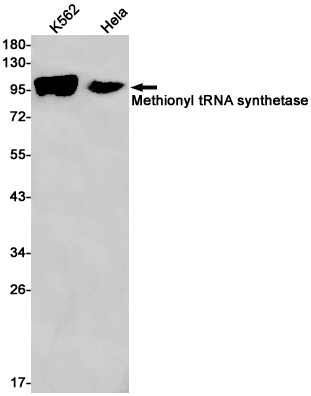 MARS Rabbit mAb