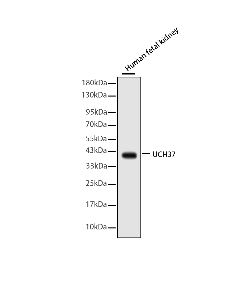 UCH37 Rabbit mAb