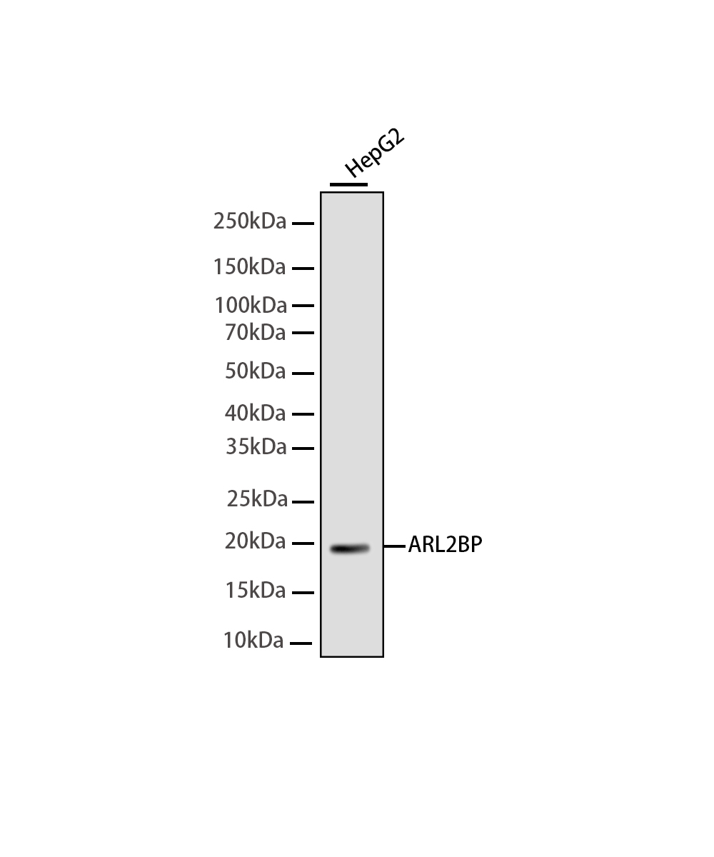 ARL2BP Rabbit mAb