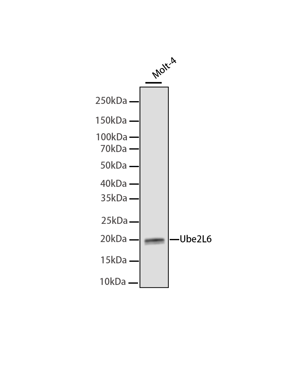 Ube2L6 Rabbit mAb