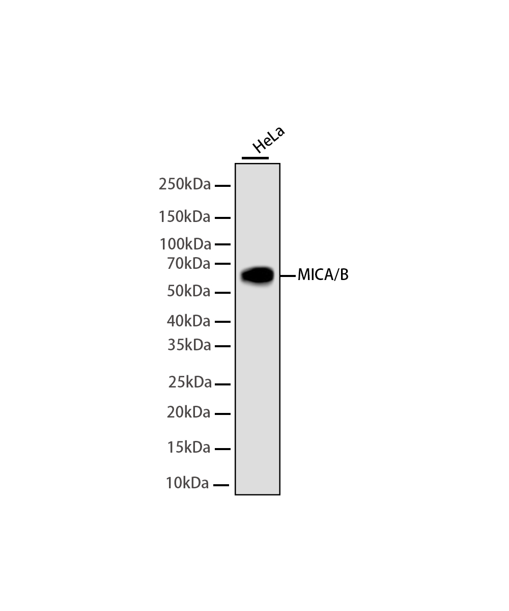 MICA/B Rabbit mAb