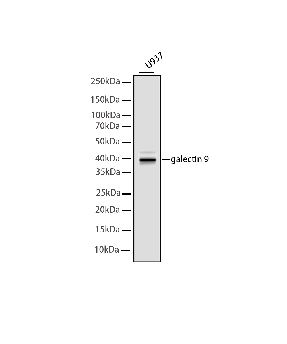 galectin 9/Gal-9 Rabbit mAb